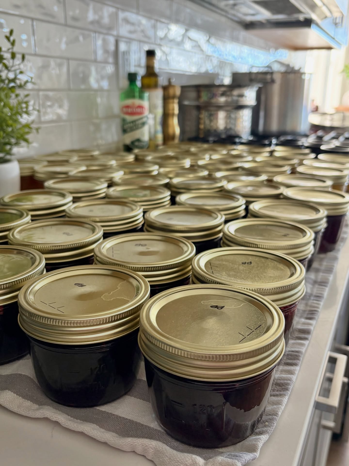 Dozens of sealed canning jars cooling on the counter after a long canning day