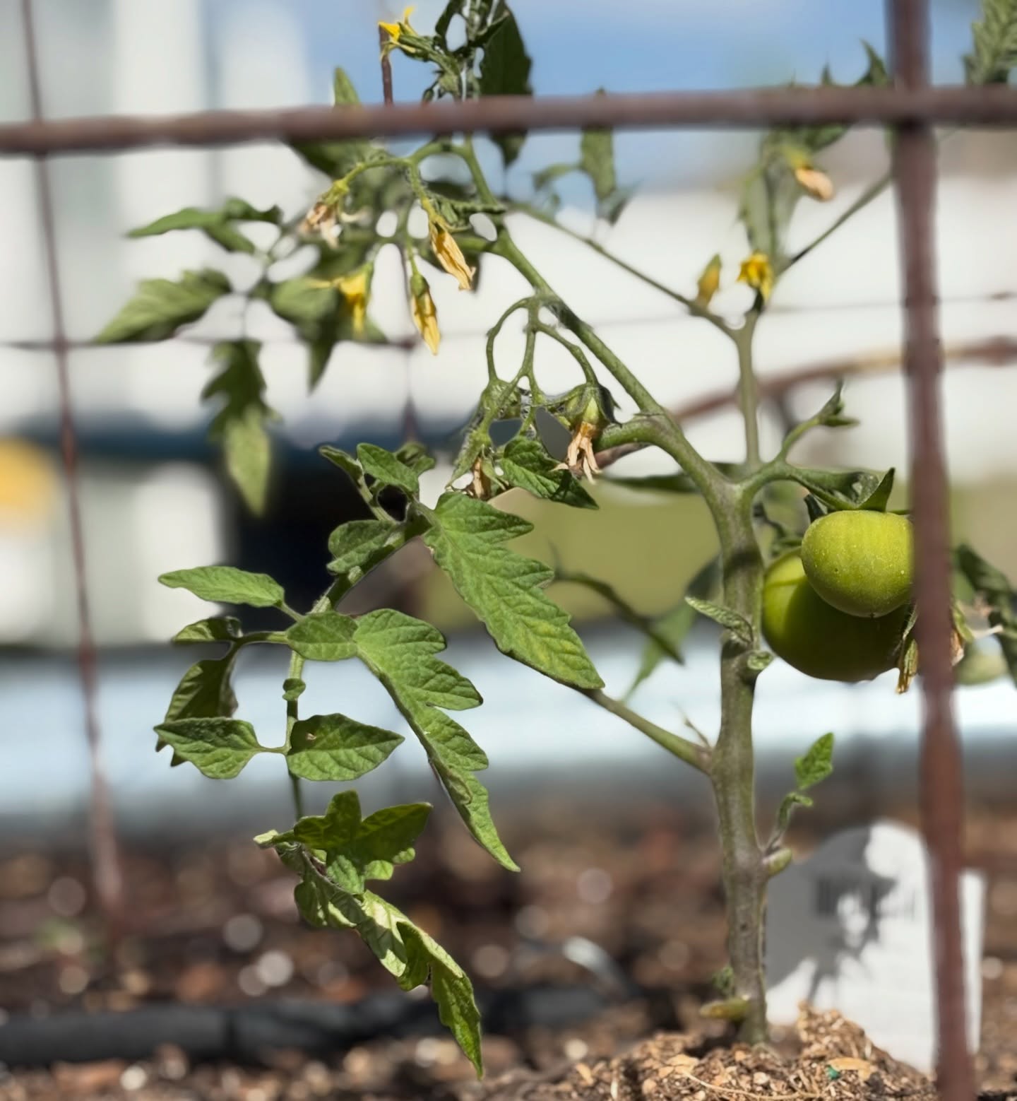 The first tomatoes ripening in the kitchen garden