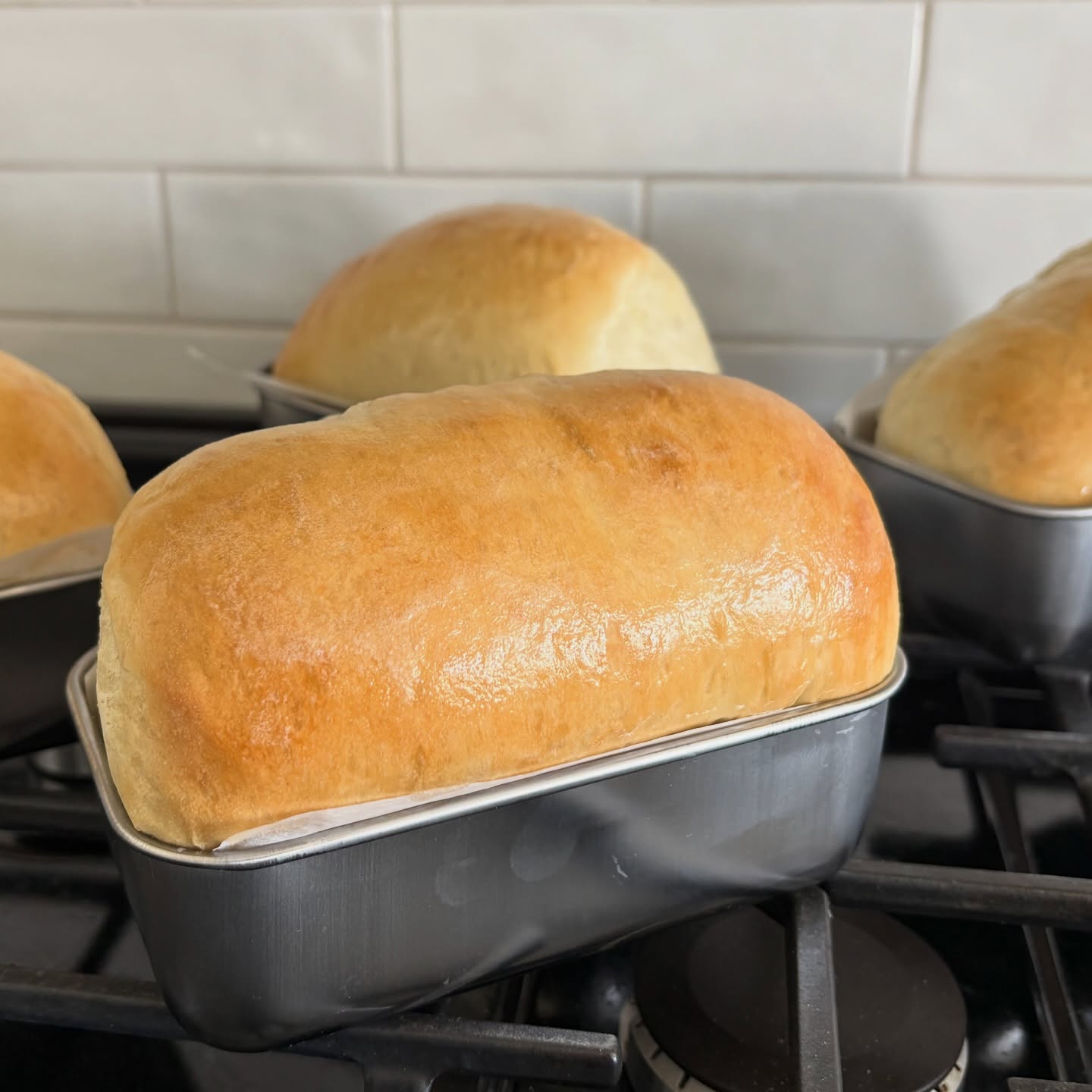 Golden sandwich bread loaves rising in pans on the stovetop